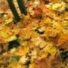 Интроспекция