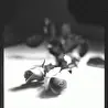 The Roses