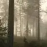 Роберт Султанов