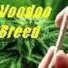 Voodoo Breed