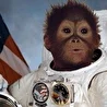 Monkey Astronaut