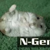 N-Gen