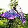 Sinestesia
