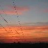 GRIBOS MUSIC