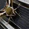 Кактус Мескалито 