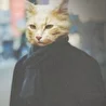 Кот наплакал