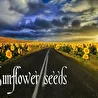 Sunflower seeds