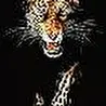 Lord_J