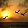 Phoenix [aka Пепел-по-Вeтру]