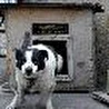 DJ Мультик