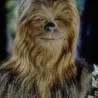Chewie