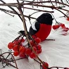 Лариса Федосова