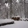 Б. Береговой