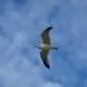 Анатоха