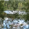 Росток