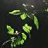 Aldanor
