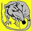 ratte