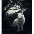 Akela