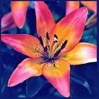 Lilium