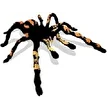 ***Tarantula***
