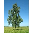vadim1