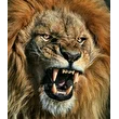 Grande Tenore