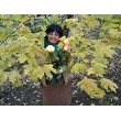 Лариса Кузьминская