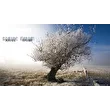 source dream