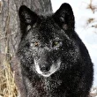 black-volk