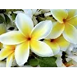 mamaolga