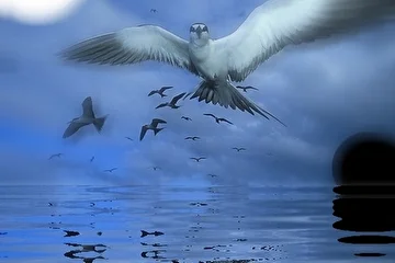 К альбому "Птица Душа"