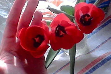 Тюльпаны  мне  на 8 Марта ! ( похожи на  маки - знаю))))но  нет ! Это  тюльпаны !