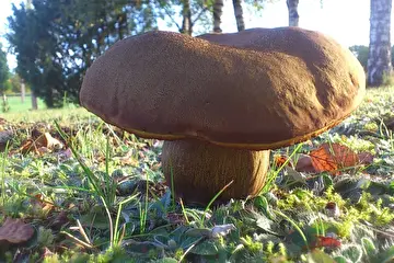 Гигантский зонт