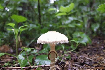 Еще гриб моего леса (Лес который рядом)