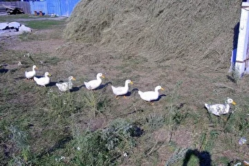 Утки.
Озёрное, 2008 г.