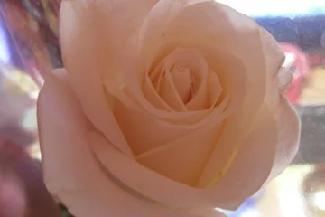 One white rose