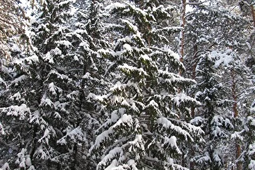 КУСКИ ТИШИНЫ