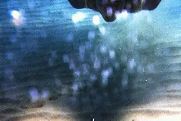 л