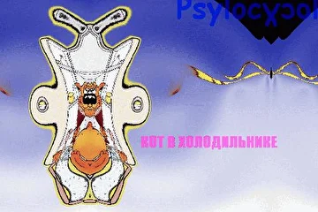 Psylocybe