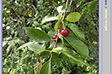 Cover from Berries and At night.