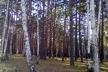 Зауралье лес автор фото Sigurds
