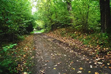 Осенняя дорога