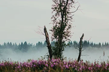 Фотограф - Мария Брусникина