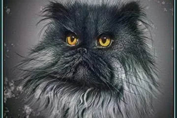 Персидский кот