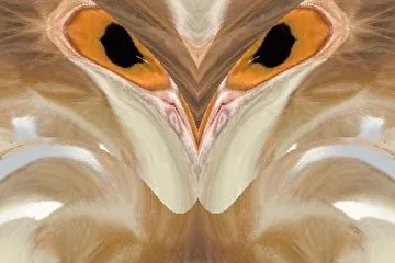 Кот