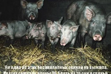 Как известно очень много членов Общества Борова живут в деревнях рядом с Хабаровском и имеют своё хозяйство.
Этих свиней сожрали зимой 2004 года.