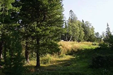 Кедры Ливанские