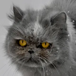 Бесстыжий Романтик 