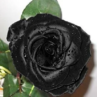 Rose Noire