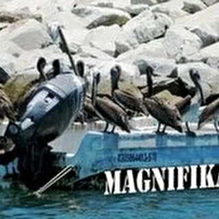 "MAGNIFIKA group"